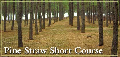 Pine Straw Production: Stand Management & Economics